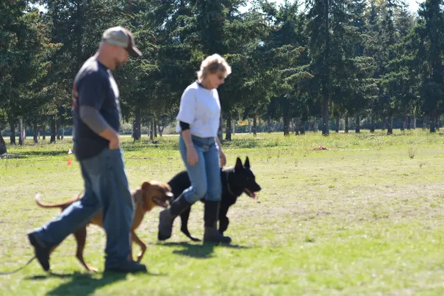 October 5–6, 2013 RVSC Affiliation Trial on October 5–6, 2013 — a working dog and handler performing a formal trial field exercise — photo 51