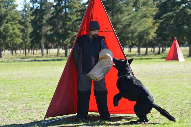 October 5–6, 2013 RVSC Affiliation Trial — a dog-and-handler team moving through an obedience portion of the affiliation trial