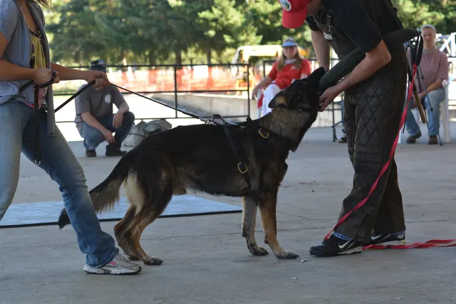 October 5–6, 2013 RVSC Affiliation Trial on October 5–6, 2013 — handler, helper and working dog completing a controlled protection exercise — photo 58