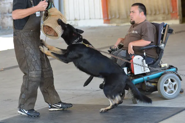 October 5–6, 2013 RVSC Affiliation Trial on October 5–6, 2013 — handler, helper and working dog completing a controlled protection exercise — photo 63