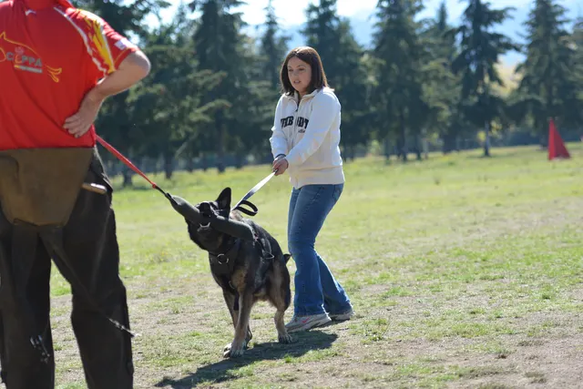 October 5–6, 2013 RVSC Affiliation Trial on October 5–6, 2013 — handler, helper and working dog completing a controlled protection exercise — photo 68