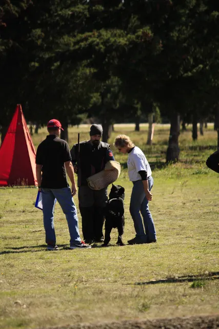 October 5–6, 2013 RVSC Affiliation Trial on October 5–6, 2013 — a working dog engaging the helper during the protection phase — photo 03