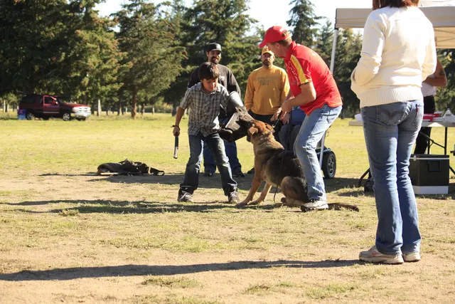 October 5–6, 2013 RVSC Affiliation Trial on October 5–6, 2013 — a working dog engaging the helper during the protection phase — photo 09