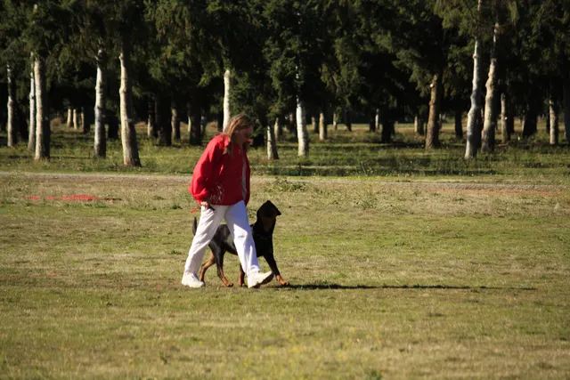 October 5–6, 2013 RVSC Affiliation Trial on October 5–6, 2013 — a working dog engaging the helper during the protection phase — photo 21