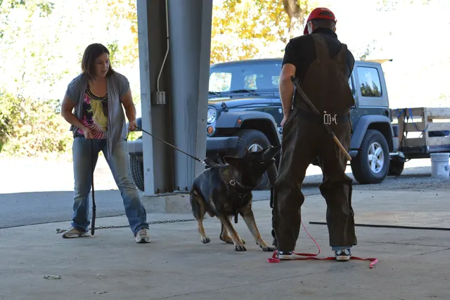 October 5–6, 2013 RVSC Affiliation Trial on October 5–6, 2013 — a working dog engaging the helper during the protection portion of the trial — photo 56