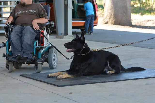 October 5–6, 2013 RVSC Affiliation Trial on October 5–6, 2013 — a working dog engaging the helper during the protection portion of the trial — photo 61