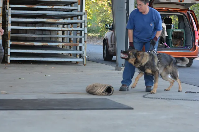 October 5–6, 2013 RVSC Affiliation Trial on October 5–6, 2013 — a working dog engaging the helper during the protection portion of the trial — photo 66