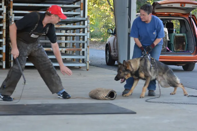 October 5–6, 2013 RVSC Affiliation Trial on October 5–6, 2013 — a helper presenting the sleeve during controlled trial protection work — photo 67