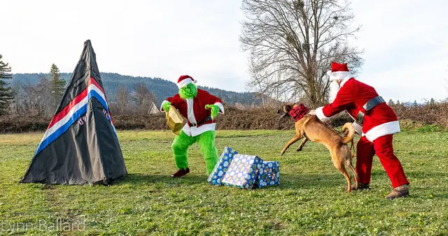 RVSC Christmas Party — December 23, 2023 — club members, working dogs, Santa, the Grinch and festive field activities — photo 019