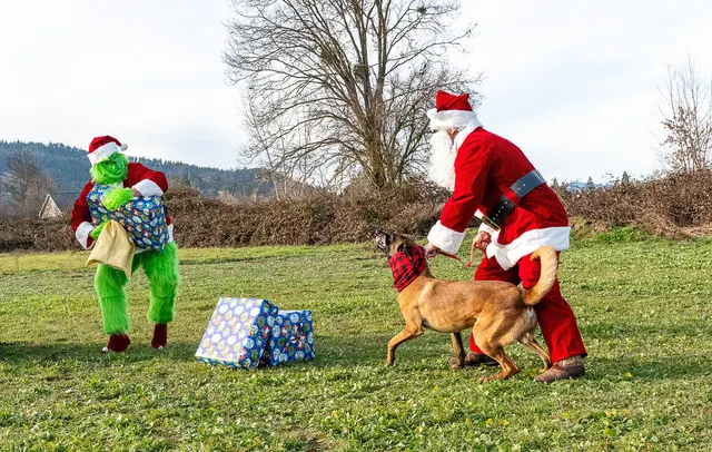 RVSC Christmas Party — December 23, 2023 — club members, working dogs, Santa, the Grinch and festive field activities — photo 021