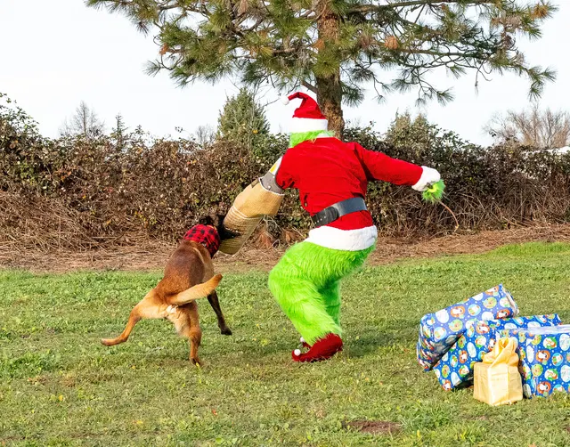 RVSC Christmas Party — December 23, 2023 — club members, working dogs, Santa, the Grinch and festive field activities — photo 025
