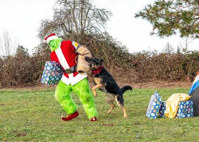 RVSC Christmas Party — December 23, 2023 — club members, working dogs, Santa, the Grinch and festive field activities — photo 043