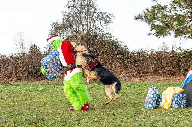 RVSC Christmas Party — December 23, 2023 — club members, working dogs, Santa, the Grinch and festive field activities — photo 044