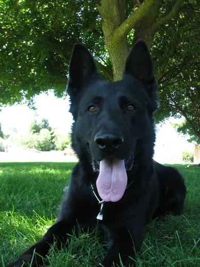 Black German Shepherd portrait from the Rogue Valley Schutzhund Club archive — photo 01