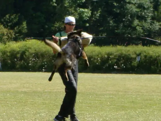 Working dog practicing protection training in the Rogue Valley Schutzhund Club historical archive — photo 01