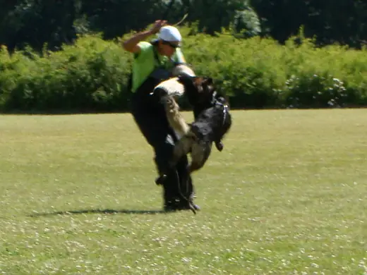 Working dog practicing protection training in the Rogue Valley Schutzhund Club historical archive — photo 02
