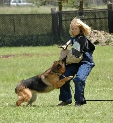 Working dog practicing protection training in the Rogue Valley Schutzhund Club historical archive — photo 03