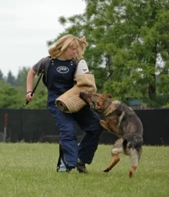 Working dog practicing protection training in the Rogue Valley Schutzhund Club historical archive — photo 04