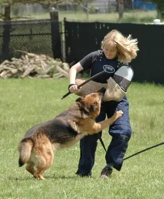 Working dog practicing protection training in the Rogue Valley Schutzhund Club historical archive — photo 05