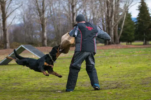 Working dog practicing protection training in the Rogue Valley Schutzhund Club historical archive — photo 06