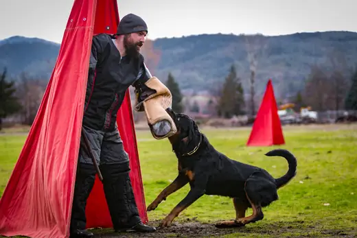 Working dog practicing protection training in the Rogue Valley Schutzhund Club historical archive — photo 07