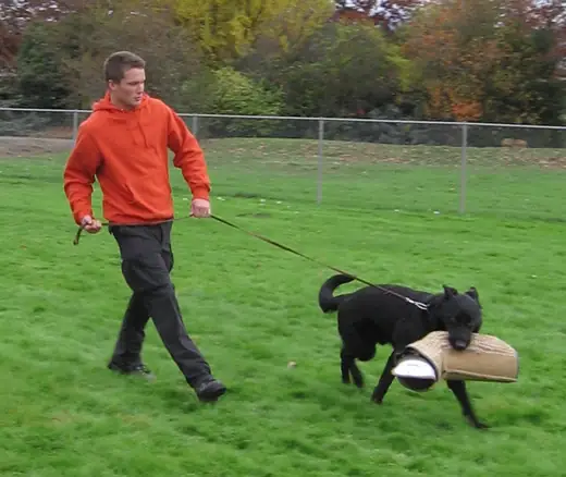 Working dog practicing protection training in the Rogue Valley Schutzhund Club historical archive — photo 08