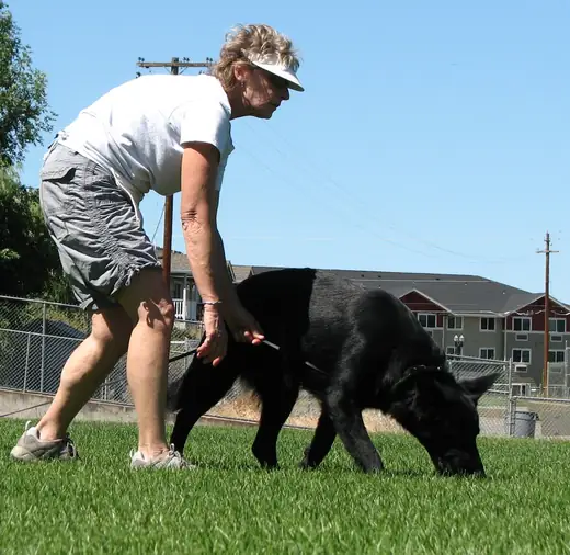 Working dog and handler practicing obedience during Rogue Valley Schutzhund Club training — photo 02