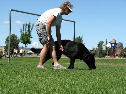 Working dog and handler practicing obedience during Rogue Valley Schutzhund Club training — photo 03