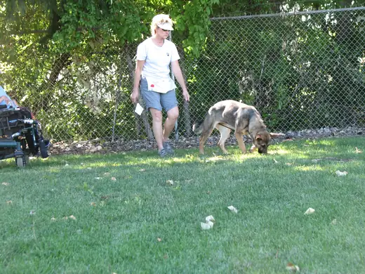Working dog and handler practicing obedience during Rogue Valley Schutzhund Club training — photo 04
