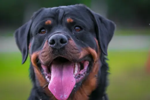 Rottweiler portrait from a Rogue Valley Schutzhund Club training day — photo 01