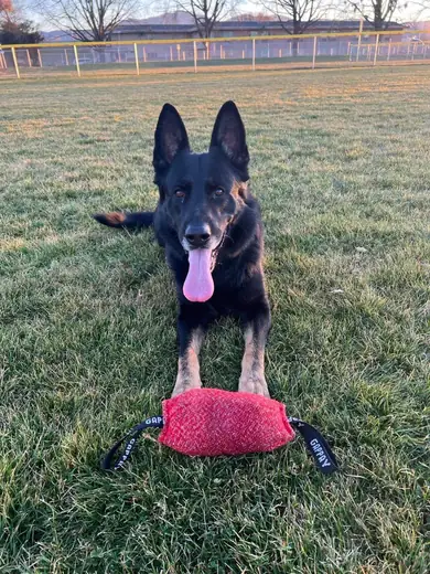 Working dog practicing drive and reward work at Rogue Valley Schutzhund Club — photo 01
