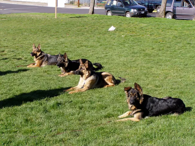 Pre-RVSC Working-Dog Training — 2001 — early club members, German Shepherds, obedience foundations and field training — photo 006