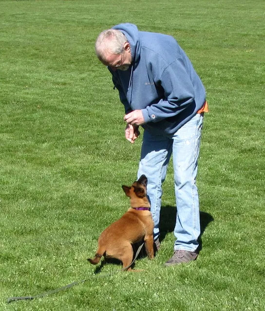 Rogue Valley Schutzhund Club 2008 training archive — working-dog photo 004