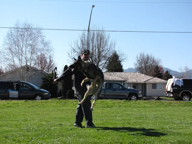 Rogue Valley Schutzhund Club 2008 training archive — working-dog photo 008