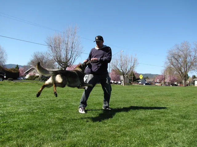 Rogue Valley Schutzhund Club 2008 training archive — working-dog photo 009