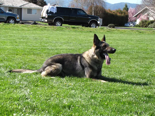 Rogue Valley Schutzhund Club 2008 training archive — working-dog photo 010