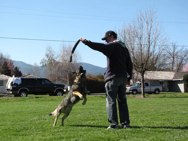 Rogue Valley Schutzhund Club 2008 training archive — working-dog photo 011