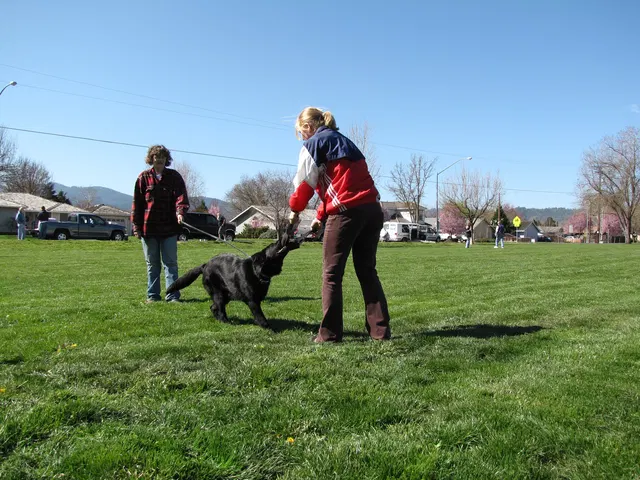 Rogue Valley Schutzhund Club 2008 training archive — working-dog photo 017