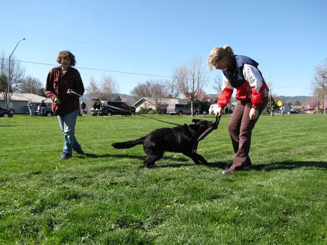 Rogue Valley Schutzhund Club 2008 training archive — working-dog photo 018