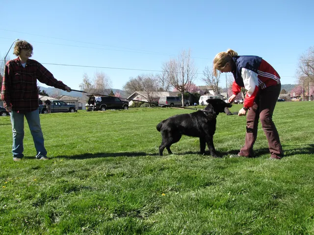 Rogue Valley Schutzhund Club 2008 training archive — working-dog photo 019