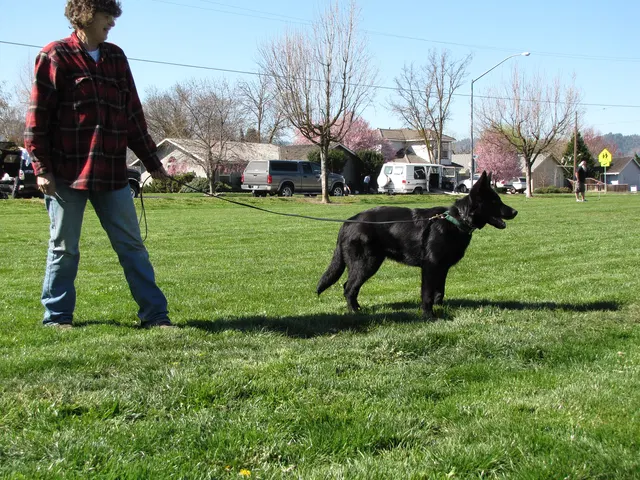 Rogue Valley Schutzhund Club 2008 training archive — working-dog photo 020