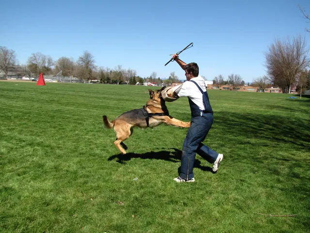 Rogue Valley Schutzhund Club 2008 training archive — working-dog photo 022
