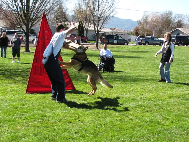 Rogue Valley Schutzhund Club 2008 training archive — working-dog photo 023