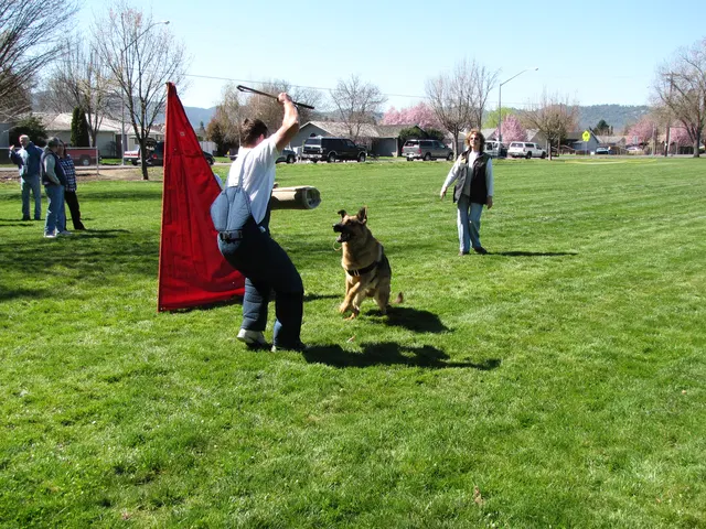 Rogue Valley Schutzhund Club 2008 training archive — working-dog photo 024