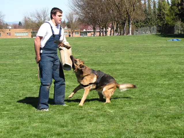 Rogue Valley Schutzhund Club 2008 training archive — working-dog photo 025