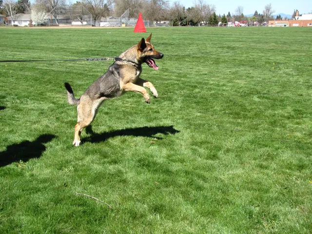 Rogue Valley Schutzhund Club 2008 training archive — working-dog photo 026
