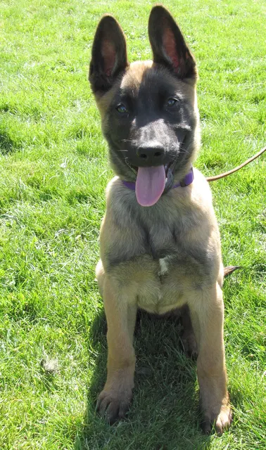 Rogue Valley Schutzhund Club 2008 training archive — working-dog photo 027