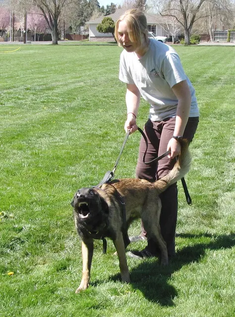 Rogue Valley Schutzhund Club 2008 training archive — working-dog photo 028