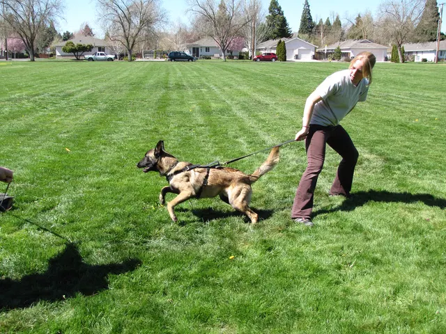 Rogue Valley Schutzhund Club 2008 training archive — working-dog photo 029