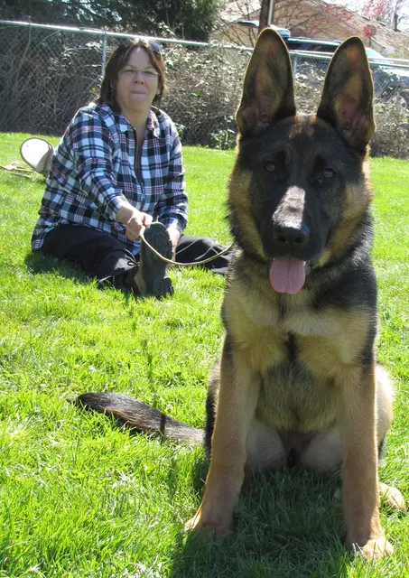 Rogue Valley Schutzhund Club 2008 training archive — working-dog photo 030